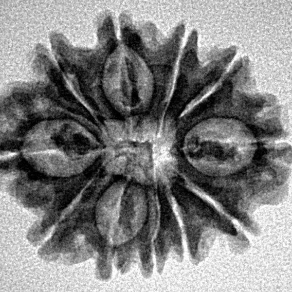 11 Mukhi Rudraksha 24.8mm 2.94gm - Inverse xray
