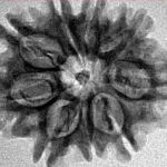 9 Mukhi Rudraksha 25.2mm 3.16gm - Inverse xray