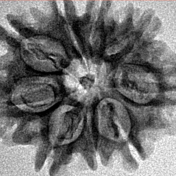 9 Mukhi Rudraksha 25.2mm 3.16gm - Inverse xray