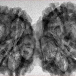 10 Mk Gaurishankar 41mm 6.56gm - Inverse xray