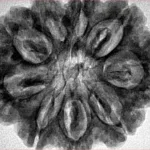 9 Mukhi Rudraksha 30.9mm 7gm - Inverse xray