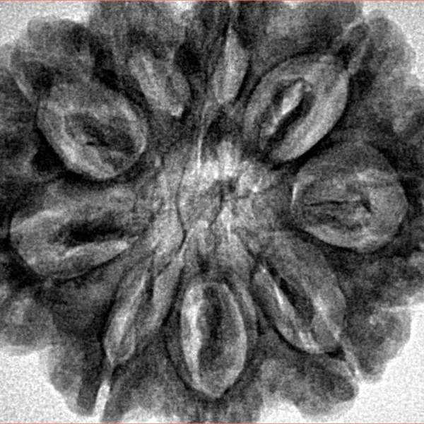 9 Mukhi Rudraksha 30.9mm 7gm - Inverse xray