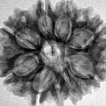 9 Mukhi Rudraksha 25.2mm 3.87gm - Inverse xray