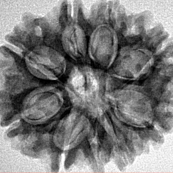 9 Mukhi Rudraksha 25.2mm 3.87gm - Inverse xray