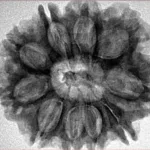 10 Mukhi Rudraksha 28.9mm 6.06gm - Inverse xray