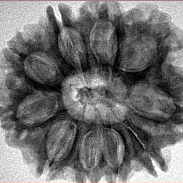 10 Mukhi Rudraksha 28.9mm 6.06gm - Inverse xray