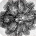 9 Mukhi Rudraksha 29.1mm 6.67gm - Inverse xray