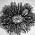 9 Mukhi Rudraksha 28mm 6gm - Inverse xray