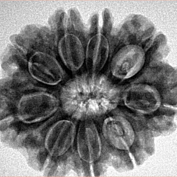 9 Mukhi Rudraksha 28mm 6gm - Inverse xray