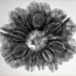 9 Mukhi Rudraksha 26.5mm 5.69gm - Inverse xray