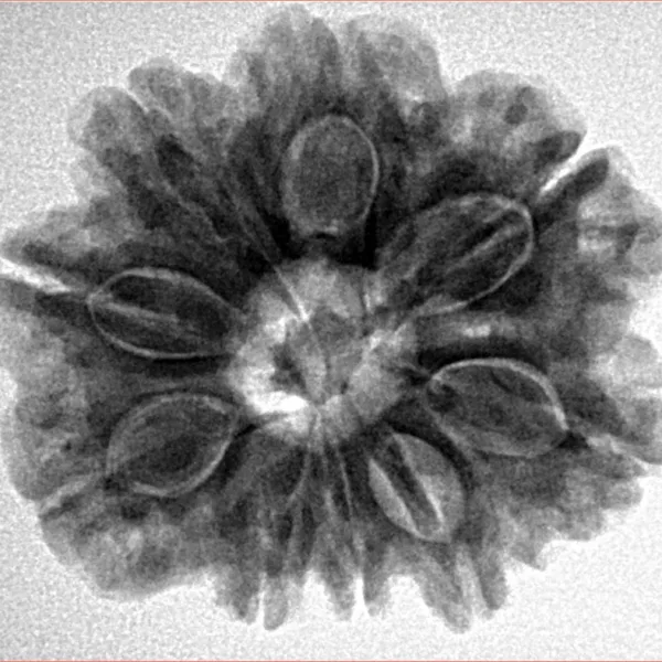 9 Mukhi Rudraksha 26.5mm 5.69gm - Inverse xray