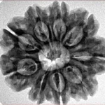 9 Mukhi Rudraksha 27.1mm 5.33gm - Inverse xray