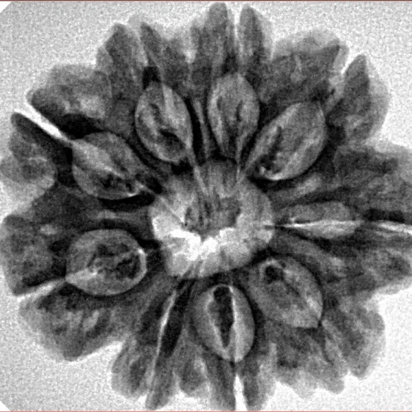 9 Mukhi Rudraksha 27.1mm 5.33gm - Inverse xray