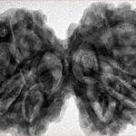 9 MK Gaurishankar 39mm 9.88gm - Inverse xray