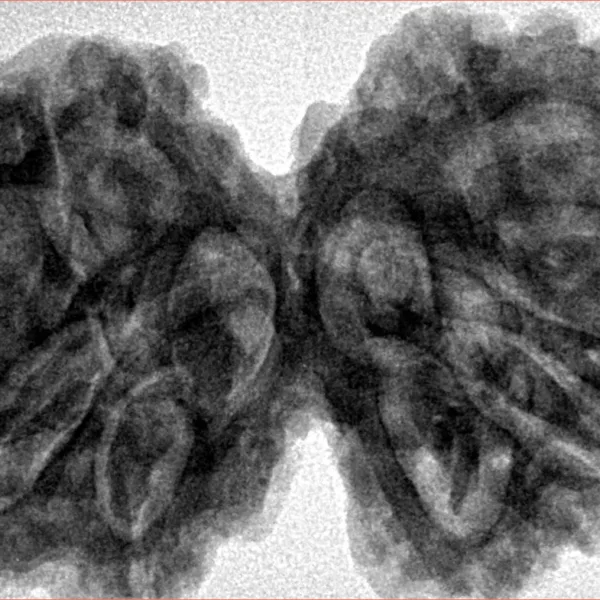 9 MK Gaurishankar 39mm 9.88gm - Inverse xray