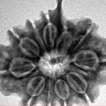 10 Mukhi Ganesh 25.7mm 4.49gm - Inverse xray