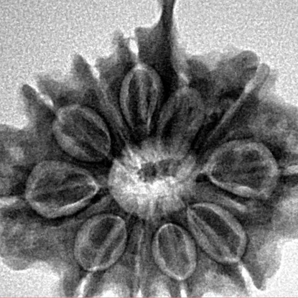 10 Mukhi Ganesh 25.7mm 4.49gm - Inverse xray