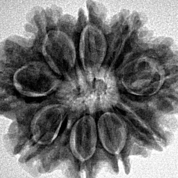 9 Mukhi Rudraksha 26.1mm 4.73gm - Inverse xray