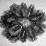 9 Mukhi Rudraksha 26.9mm 4.86gm - Inverse xray