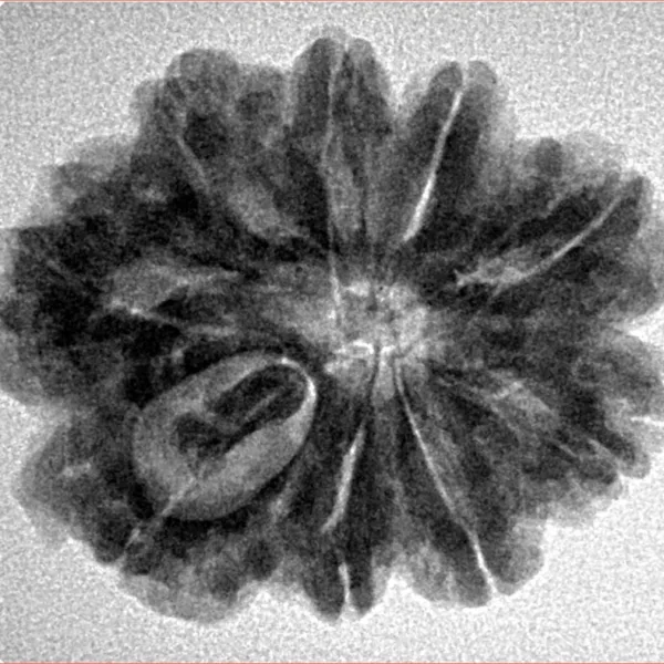 9 Mukhi Rudraksha 26.9mm 4.86gm - Inverse xray