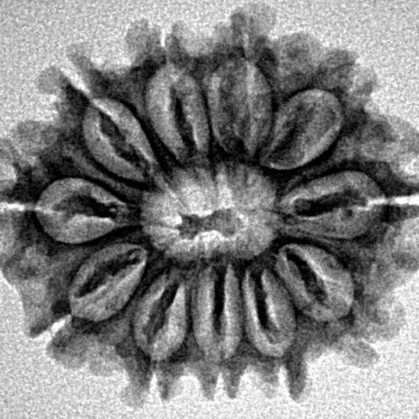 11 Mukhi Rudraksha 24.4mm 2.94gm - Inverse xray
