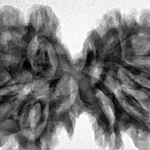 12 MK Gaurishankar 39.6mm 7.17gm - Inverse xray