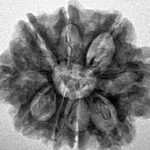 9 Mukhi Rudraksha 25.5mm 3.84gm - Inverse xray