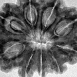 9 Mukhi Rudraksha 29.3mm 6gm - Inverse xray