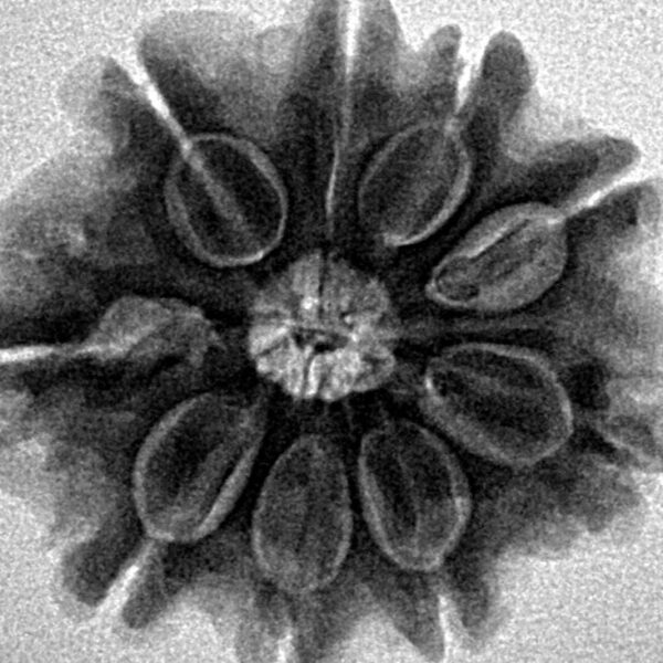 9 Mukhi Rudraksha 25.8mm 5.14gm - Inverse xray