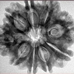 9 Mukhi Rudraksha 28.1mm 4.4gm - Inverse xray