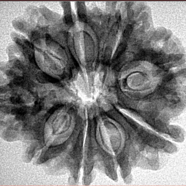 9 Mukhi Rudraksha 28.1mm 4.4gm - Inverse xray