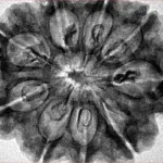 9 Mukhi Rudraksha 32.5mm 7.45gm - Inverse xray