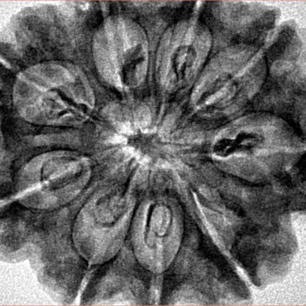 9 Mukhi Rudraksha 32.5mm 7.45gm - Inverse xray