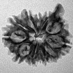 11 Mukhi Ganesh 22.3mm 2.37gm - Inverse xray