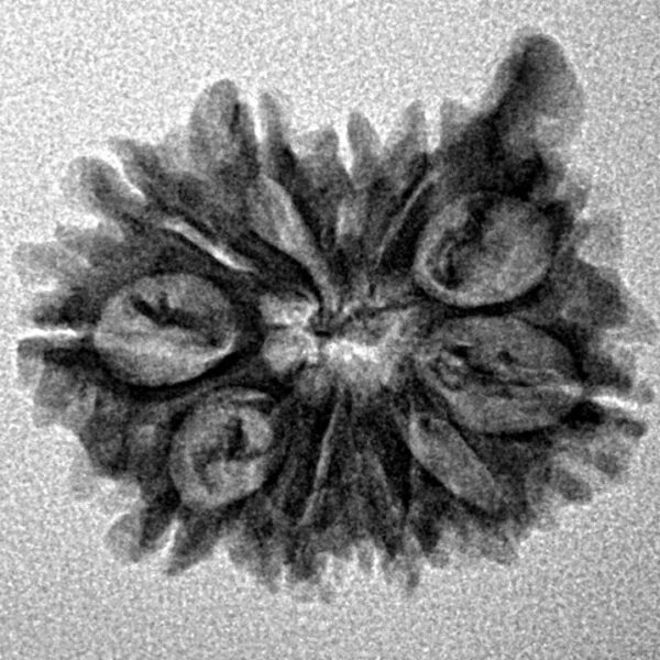 11 Mukhi Ganesh 22.3mm 2.37gm - Inverse xray