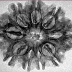 9 Mukhi Rudraksha 28.8mm 4.7gm - Inverse xray