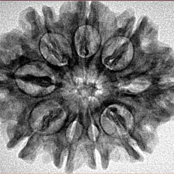 9 Mukhi Rudraksha 28.8mm 4.7gm - Inverse xray