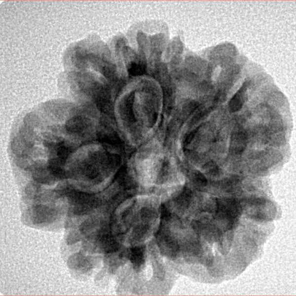 1MK(Underdeveloped) 24.1mm 4.65gm - Inverse xray