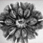 9 Mukhi Rudraksha 26.8mm 3.9gm - Inverse xray