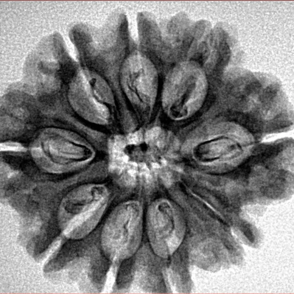 9 Mukhi Rudraksha 26.8mm 3.9gm - Inverse xray