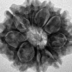 9 Mukhi Rudraksha 25.7mm 4.32gm - Inverse xray