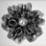 1MK(Underdeveloped) 23.5mm 4.61gm - Inverse xray