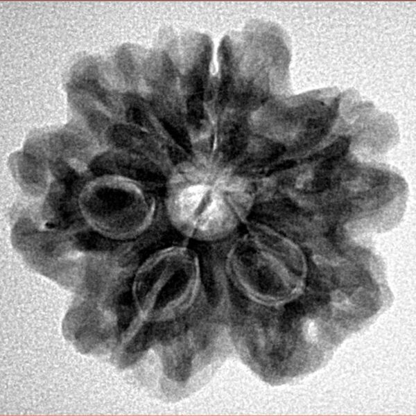 1MK(Underdeveloped) 23.5mm 4.61gm - Inverse xray