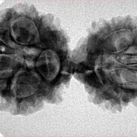 11 MK Gaurishankar 35.9mm 5.58gm - Inverse xray