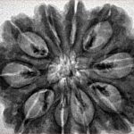 10 Mukhi Rudraksha 30.2mm 5.92gm - Inverse xray