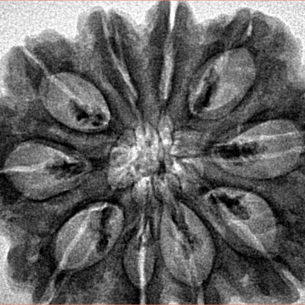 10 Mukhi Rudraksha 30.2mm 5.92gm - Inverse xray