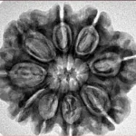 9 Mukhi Rudraksha 27.6mm 5.5gm - Inverse xray