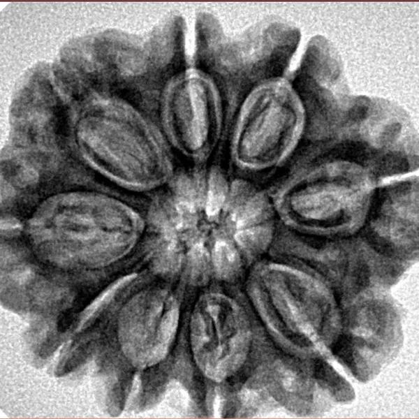 9 Mukhi Rudraksha 27.6mm 5.5gm - Inverse xray