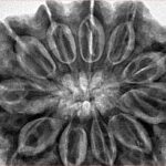 11 Mukhi Rudraksha 34.5mm 9.39gm - Inverse xray