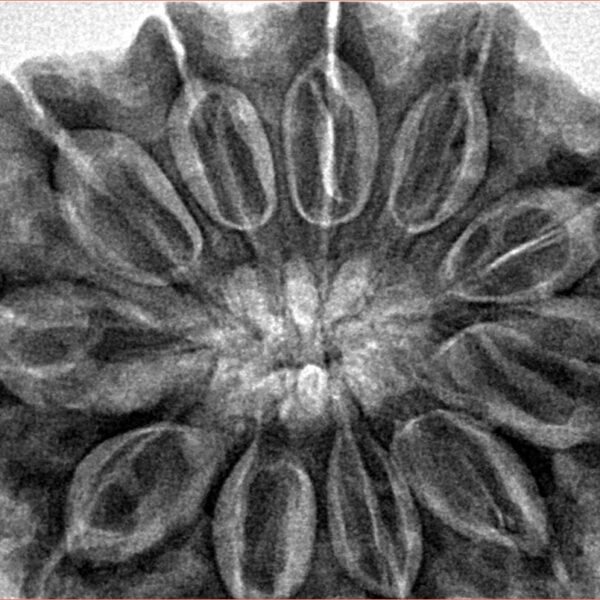 11 Mukhi Rudraksha 34.5mm 9.39gm - Inverse xray